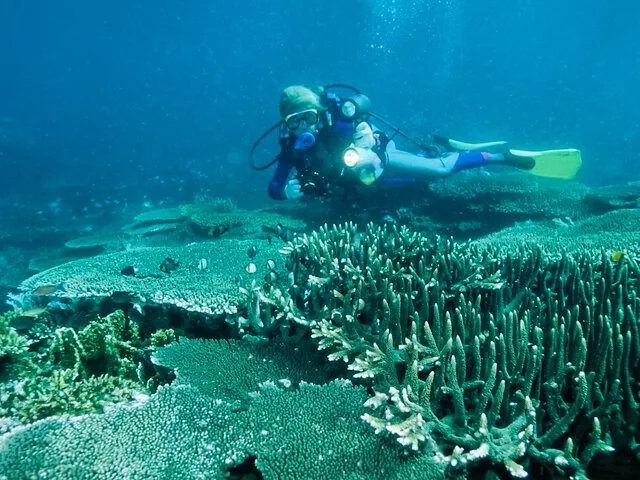 Sporttaucher erkundet unter Wasser eine riesige Korallenriffformation