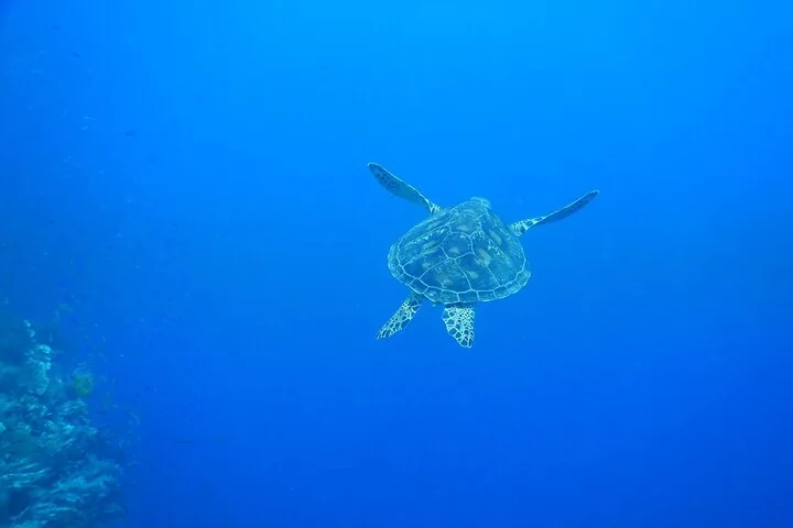 Eine Meeresschildkröte, die in den tiefblauen Ozean davonschwimmt