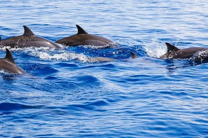 Un grupo de delfines nadando y saliendo a la superficie en las aguas azules del océano
