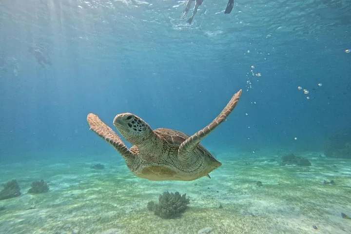 Eine Meeresschildkröte schwimmt im klaren blauen Wasser über einem sandigen Meeresboden