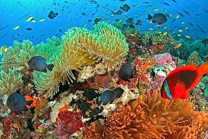 Buntes Korallenriff voller tropischer Fische und Anemonen